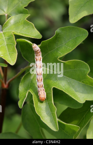 Caterpillar de l'Umber tacheté amphibien, Erannis defoliaria, Geometridae. Banque D'Images