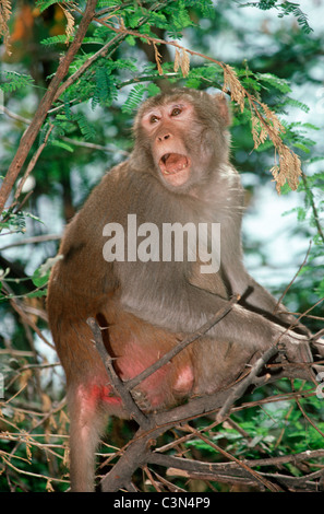 Singe macaque Rhésus (Macaca mulatta), mâle passereau : Inde Banque D'Images