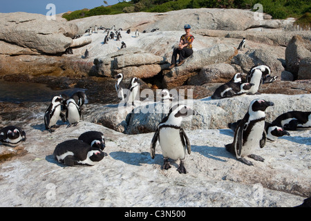 L'Afrique du Sud, péninsule du Cap, Simonstown, Boulders Beach. Woman pingouins Jackass, aussi : pingouins africains. Banque D'Images