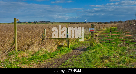 Un sentier pubilic de Burnham Norton à Burnham Overy Staithe avec le moulin dans la distance Banque D'Images