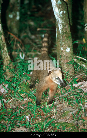 Ring-tailed coati / sud-américain (Coati Nasua nasua : Procyonidae) se nourrissent dans les forêts tropicales, l'Argentine Banque D'Images