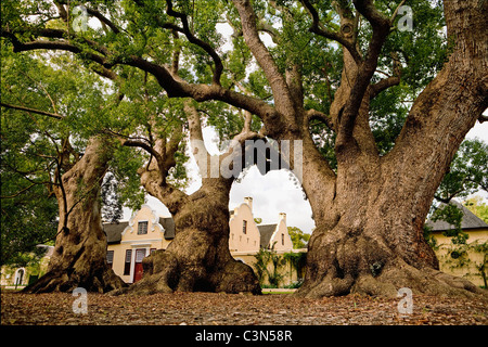 Somerset West, Vergelegen Wine Estate devant les arbres de camphre, originaire de Chine, planté par Willem Adriaan van der Stel Banque D'Images