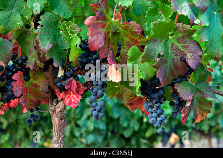 L'Afrique du Sud, Western Cape, près de Stellenbosch, raisins mûrs. Banque D'Images