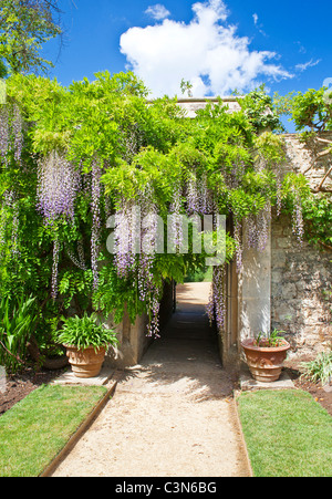 Wisteria sinensis chinois dans les jardins de Worcester College, Université d'Oxford, Oxfordshire, Angleterre, Royaume-Uni, Grande Bretagne Banque D'Images