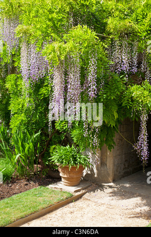 Wisteria sinensis chinois dans les jardins de Worcester College, Université d'Oxford, Oxfordshire, Angleterre, Royaume-Uni, Grande Bretagne Banque D'Images