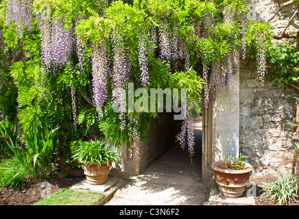 Wisteria sinensis chinois dans le parc de Worcester College, Université d'Oxford, Oxfordshire, Angleterre, Royaume-Uni, Grande Bretagne Banque D'Images