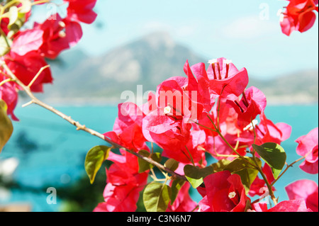 Fleurs de bougainvilliers avec derrière la mer Banque D'Images