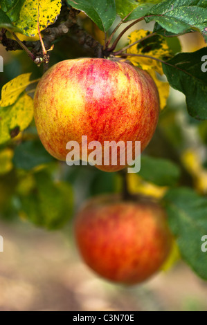 Des pommes mûres sur 'Howgate Wonder' arbre en automne Banque D'Images