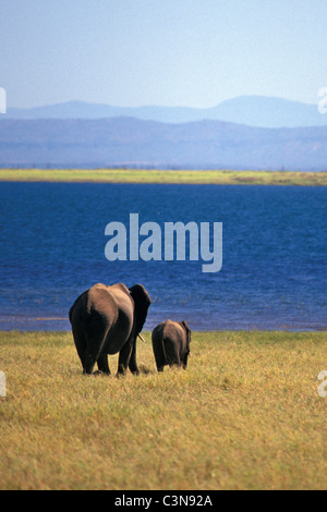 Le Zimbabwe. près de Kariba. Lac Kariba. L'éléphant et les jeunes. Banque D'Images