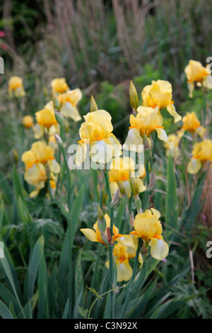 Iris 'Primrose pâle' - Grand Iris Banque D'Images