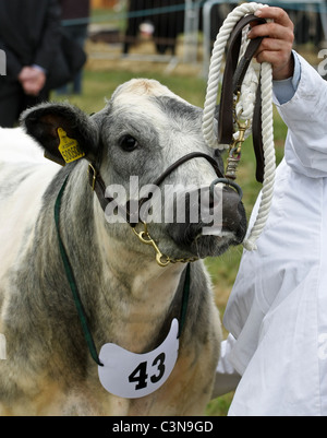 La vache de la concurrence au South Suffolk Show tenu à Ampton, Suffolk, le 8 mai 2011 Banque D'Images