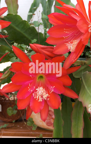 Epiphyllum légèrement Sassy' fleurs cactus rouge dans la véranda