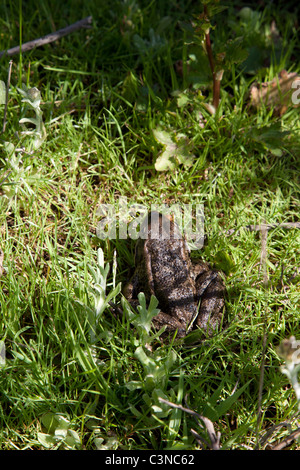 Grenouille à pattes rouge Banque D'Images