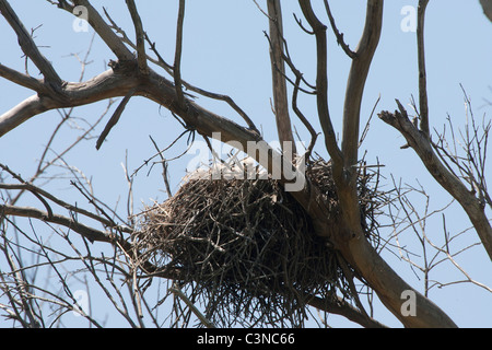 Buse à queue rouge nid avec les poussins Banque D'Images