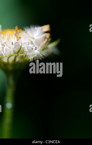 Maranta Caucasicum la finesse des graines de fleurs. Les léopards Bane graines de fleurs Banque D'Images