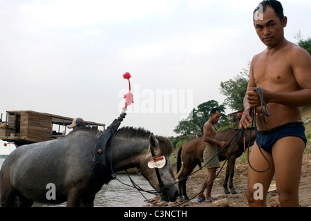 Les hommes et leurs chevaux sont eux-mêmes des travaux sur les rives du Mékong à Kratie, au Cambodge. Banque D'Images