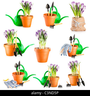 Arrière-plan de jardinage. Ensemble d'outils de jardinage et les crocus en fleurs violet en terre cuite pot de fleurs sur fond blanc Banque D'Images