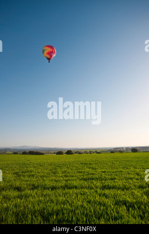 Un ballon à air chaud de couleur passant au-dessus d'un champ de blé de printemps contre un ciel bleu dans la lumière du soleil tôt le matin. Banque D'Images