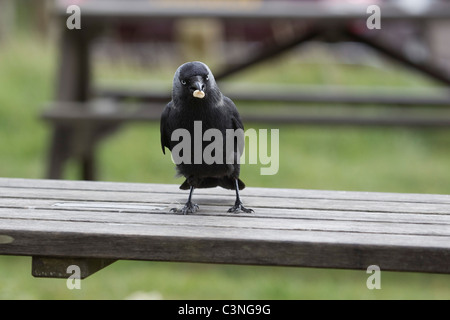 Corvus monedula choucas pour évacuation des miettes sur les sièges dans une aire de pique-nique Banque D'Images