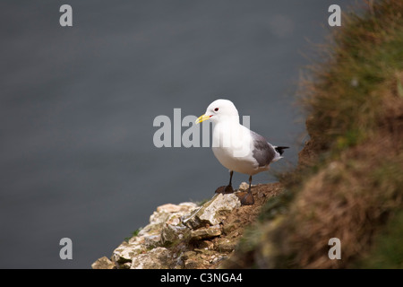 Mouette tridactyle Rissa tridactyla percher sur les falaises de craie à l'East Yorkshire Bempton à la fin du printemps Banque D'Images