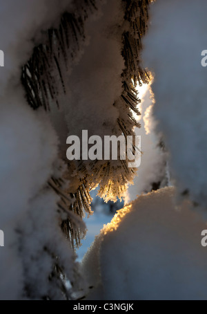 Aiguilles de pin recouvertes de neige , Finlande Banque D'Images