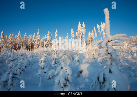 Plantées de pignons de pin poussant dans une ancienne zone de coupe claire à la forêt de taïga , Finlande Banque D'Images