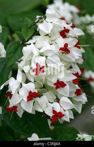 Bleeding Heart ou Bleeding Heart Vine, Clerodendron ou gloire Bower, Clerodendrum Clerodendrum thomsoniae thomsonii (Lamiaceae). Banque D'Images