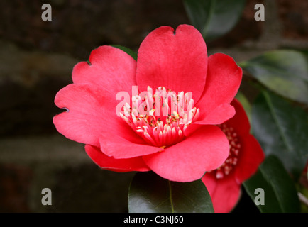 Camellia, Camellia japonica '' Kimberley, Theaceae. Banque D'Images