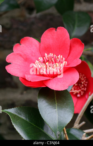 Camellia, Camellia japonica '' Kimberley, Theaceae. Banque D'Images