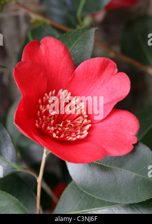 Camellia, Camellia japonica '' Kimberley, Theaceae. Banque D'Images