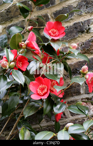 Camellia, Camellia japonica '' Kimberley, Theaceae. Banque D'Images