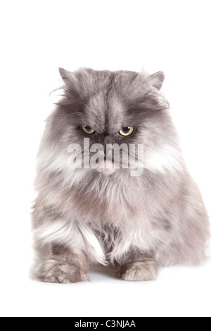 Chat gris isolé sur fond blanc Banque D'Images