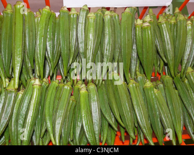 Abelmoschus esculentus, Lady Finger Banque D'Images