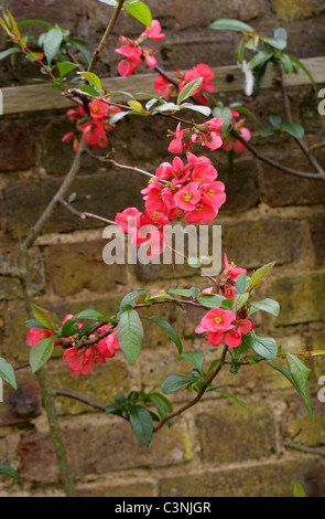 Coing japonais ou flowering quince, Chaenomeles speciosa 'Umbilicata', Rosaceae Banque D'Images