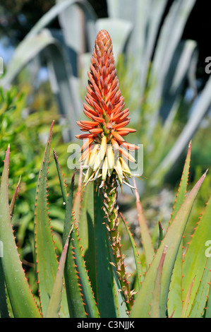 Closeup fleur orange de cactus aloe Banque D'Images