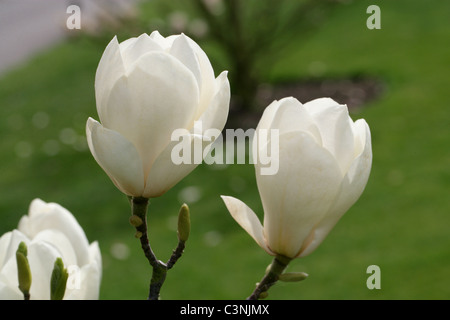 Magnolia x soulangeana 'Lennei Alba', Magnoliaceae Banque D'Images