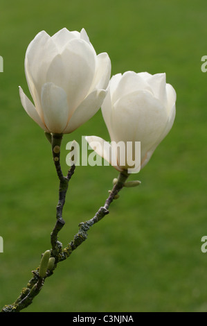 Magnolia x soulangeana 'Lennei Alba', Magnoliaceae Banque D'Images
