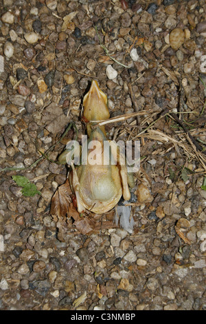 Bébé oiseau mort sur le chemin de gravier à côté du canal de Chesterfield. Worksop, Notts, Angleterre Banque D'Images