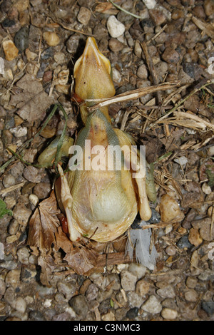 Bébé oiseau mort sur le chemin de gravier à côté du canal de Chesterfield. Worksop, Notts, Angleterre Banque D'Images