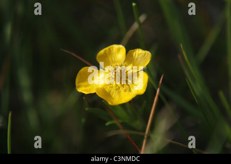 Renoncule bulbeuse en champ. Worksop, Notts Ranunculus bulbosus, Angleterre Banque D'Images