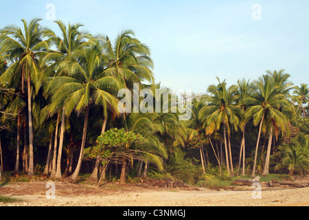 Des cocotiers bordant la plage. Mal Pais, Puntarenas, Costa Rica, Amérique Centrale Banque D'Images