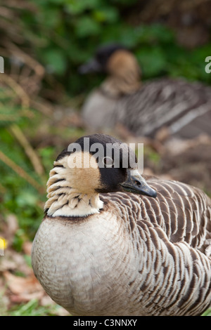 (Branta sandvicensis Bernache Hawaï). En premier plan la garde de Gander Goose en incubation derrière. Banque D'Images