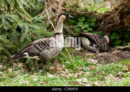 (Branta sandvicensis Bernache Hawaï). En premier plan la garde de Gander Goose en incubation re-régler sur son nid, derrière. Banque D'Images