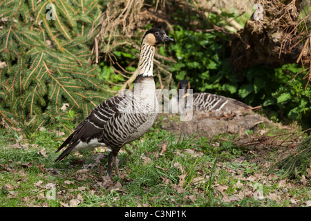 (Branta sandvicensis Bernache Hawaï). En premier plan la garde de Gander Goose en incubation sur son nid, derrière. Banque D'Images