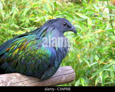 Profil de pigeon Nicobar (Caloenas nicobarica) sur la perche Banque D'Images