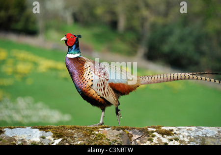 Le faisan commun (Phasianus colchicus), percher sur mur de pierre. Wetheral, Cumbria, Angleterre, Royaume-Uni, Europe. Banque D'Images