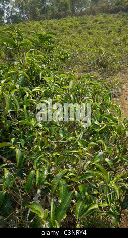 Bush à une plantation de thé à Ban Rak Thai, Mae Hong Son, Thaïlande. Banque D'Images