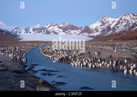 Le manchot royal et les éléphants de line le ruisseau glaciaire allant de la Glacier Cook, St Andrews Bay, South Georgia Island Banque D'Images