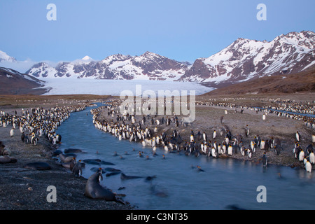 Le manchot royal et les éléphants de line le ruisseau glaciaire au St Andrew's Bay St, Géorgie Banque D'Images