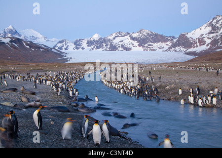 Ligne de manchots royaux le ruisseau glaciaire au St Andrew's Bay St, Géorgie Banque D'Images